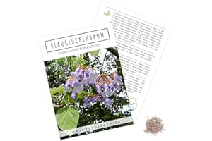 HAPPYSEED Blauglockenbaum Kiribaum Samen (Paulownia tomentosa, 300 Korn) - Schnellst wachsender Baum der Welt mit violetten & glockenförmigen Blüten