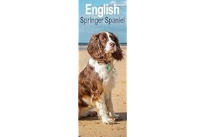English Springer Spaniel Slim 2026 Calendar | Slimline Wall Calendar | Dog Breed Gift | Plastic Free Packaging | by Avonside Publishing