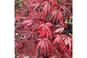 GARDENERSDREAM Acer palmatum Shaina - Japanese Maple Tree | Large Outdoor Garden Ready Plant in Pot (80-100cm Incl. Pot)