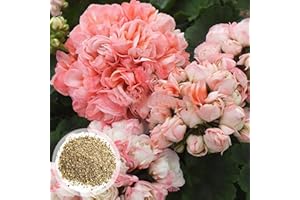Benoon Geraniumsamen, 600 Stück/Beutel Geraniensamen Mehrjährige Fantastische Rosa Bonsai-Garten-Pelargonsamen Für Zu Hause Pelargonie Samen