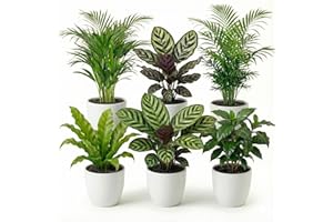 ‎ECOWORLD Ecoworld Luftreinigende Pflanzen – 6er Set Echte Zimmerpflanzen mit Weißen Töpfen – Tierfreundliche und Pflegeleichte Grünpflanzen – Ideal für Wenig Licht – Ø 12 cm ↥ 40 cm