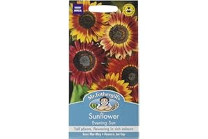 MR FOTHERGILLS Mr. Fothergill's Evening Sun Sunflower Seeds