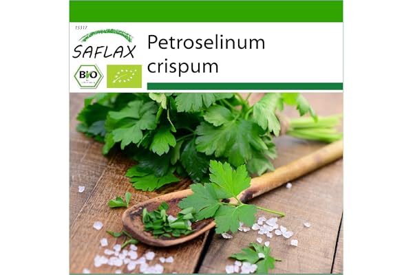 SAFLAX - BIO - Persil plat - 600 graines - Petroselinum crispum
