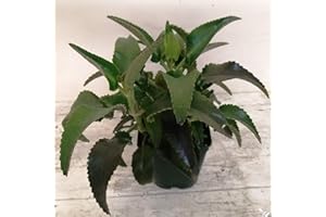 FLORES FRESCAS ONLINE Planta de Kalanchoe Daigremontiana PORTES GRATIS