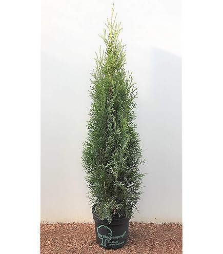 Thuja occidentalis 'Smaragd' 6080 cm, 30 Stck  Winterhart, Immergrn,  Pflegeleicht  Lebensbaum  Heckenpflanze fr Garten & Sichtschutz :  Amazon.de: Garten