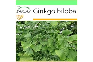 SAFLAX - Maidenhair Tree - 4 Seeds - Ginkgo biloba