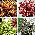 GrowOn Shrubs [x4] Coprosma Collection | Variety-Pack | Evergreen Shrubs | Outdoor Garden Ready Plants | Spring Flowering | Green Flowers