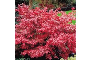 GARDENERSDREAM Euonymus alatus Burning Bush - 2 shrubs
