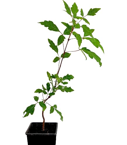 Bienenbaum Tetradium daniellii - Ginkgo Gardens