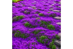 GENERIC Creeping Thyme Plant(~210000pcs), Wild Thyme Flower Seeds Rock Cress Ground Cover Seeds, Carpet Evergreen Plant for Landscaping, Lawn Alternative