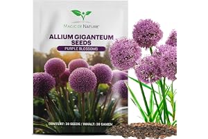 Magic of Nature: Jättelök fröer (30 st) - Allium giganteum | härdig & flerårig - Lila blommor upp till 150cm för din trädgård & balkong