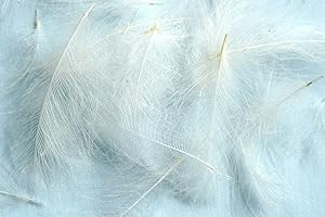 HARELINE DUBBIN Pechetruite 1g - CDC (Cul de Canard) Federn - NATURWEIß/Natural White - Für Fliegenbinden