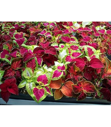 100+ Coleus Rainbow Mix Seeds – Buy 2 Get 1 Free (Add 2 To Cart) – Easy Grow Shade Plant