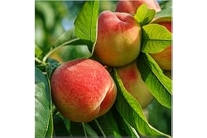 'Peregrine' Peach Tree 4-5ft Self-Fertile,Excellent Rich Flavour,Early Cropping 3fatpigs®