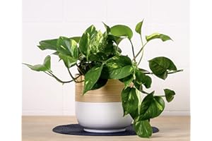 GENERIC Epipremnum Aureum | Houseplant | Trailing Indoor Plant | Devil's Ivy