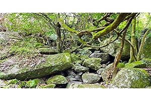 MIRRORANG 120x50cm Fond de Terrarium de forêt Profonde en Vinyle Durable Fond d'aquarium Tropical Fond d'habitat de Reptiles Rocheux