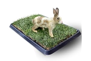 Kit S coniglio Petzolla - Cuccia per conigli in Vera Erba con Vassoio Riutilizzabile 60x40 cm, Lettiera coniglio Naturale e Atossica, Tappeto per conigli da interno dura fino a 5 mesi