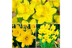 WOODLAND BULBS 30 x King Alfred - Large Yellow Trumpet Daffodil Bulbs for Gardens - Spring Flowering Bulbs - Ready to Plant - Bulbs Size 12/14 - (Free P&P)