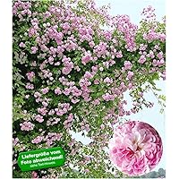 BALDUR Garten Rambler-Rosen 'Paul's Himalayan Musk Rambler', 1 Pflanze Kletterrose winterhart mehrjährige Kletterpflanze