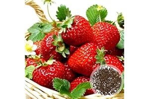 HIBORTH 100 Graines de Fraise Grimpante Rouge – Strawberry Seeds for Planting, Graines de Fraisier Bio Non-OGM pour Jardin Potager (450 pièces)