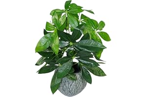 Leaf Design UK - Maceta de plástico Artificial de Color Negro, 50 cm, diseño de árbol