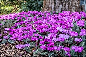 GARTHWAITE NURSERIES® : - UK Stockist : - 3 Cyclamen COUM (PRIMULACEAE) Bulbs Dark Pink-Purple Hardy Flowering Perennial
