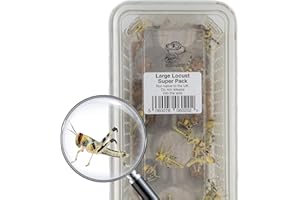 Livefoods4u Large Locust Live Food (2-3.5cm) - Mega Super Tub 25 - Perfect for Reptiles - Sustainably bred