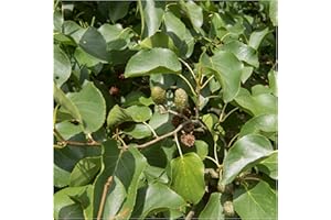 10 Common Alder Hedging, Alnus Glutinosa 60-90cm Trees, Great for Wildlife & Shade 3fatpigs®