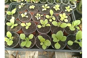 NATURAL SEEDS Tabaco de Virginia - Nicotiana tabacum - 250 Sami