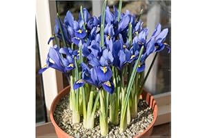 Oliwier's Bulbs 10x Iris Reticulata Harmony Bulbs Dwarf Miniature Blue Flowers Ideal for Rockeries Pots Borders Hardy Early Spring Garden Perennial
