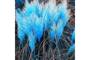 Oce180anYLVUK 350 Pz Semi di piante resistenti al freddo Germinazione rapida Multi-colore Pampa Semi di piante ornamentali per esterni Blue Pampas Grass Seeds