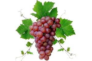 BAHELS Weinreben winterhart,Vitis vinifera,Winterhartes,Traubenwurzel Pflanze,Tafeltraube Weintrauben kernlos, Lebende Pflanzen,Weinreben,Tafel-Trauben,Natürlich, Vielfalt-1 Weinreben pflanzen-E