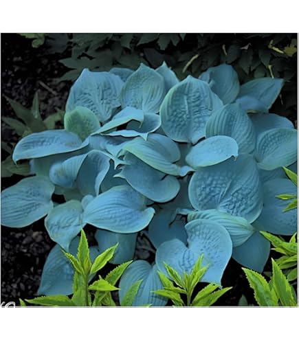 10 Hosta Pflanzen - Winterharte Stauden Für Schattige Gärten