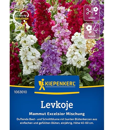 Abendlevkoje Blumensamen – Duftende Nachtviole, Rosa-lavendel, Ca. 30 Cm Hoch, Für Beet & Topf