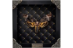 vinatimes Real Framed Death Head Moth Handmade Shadow Box Skull Insect Rhombus Frame Unique Taxidermy Collectables Tabletop Wall Art Decoration Artwork Home Decor Living Reading Gallery K18-01-NEM
