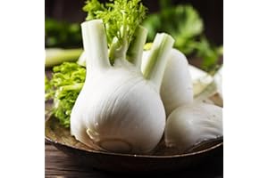 PREMIER SEEDS DIRECT - HERB - Fennel - Florence - 600 Seeds - Organic