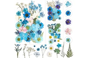 DOG'S BOOTY Fleurs Séchées Pressées Fleurs Pressées Fleurs Pressées Séchées Fleurs Séchées Fleurs Sechees Fleurs Sechees Naturelles Fleurs Séchées Bleu pour Bricolage Résine Bijoux Faisant Floraux Nail Art