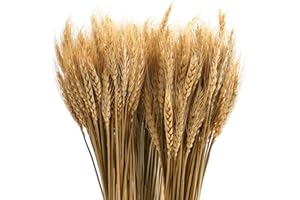 yarlung 300 Stems 16 Inch/40cm Dried Wheat Sheaves, Natural Wheat Stalks Bundle Fall Arrangement for DIY Craft, Home Table, Wedding