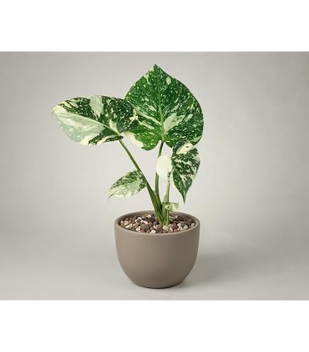 monstera variegata shop Monstera deliciosa 