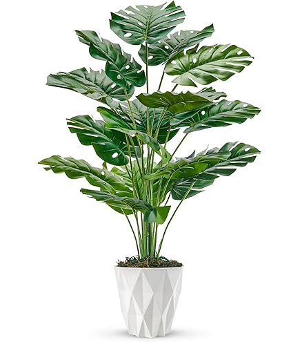 zimmerpflanzen 150 cm Strelitzia Nicolai | 150cm main image 1