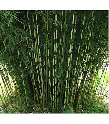 Fargesia scabrida 'Asian Wonder' C2, 50-100 cm  Robuste und winterharte  Bambusart fr den Garten, Ideal fr Hecken und als Solitrpflanze,  Schnellwchsig und pflegeleicht - wchst ohne Rhizomsperre : Amazon.de:  Garten