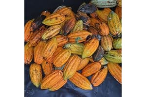 ZHOUBAA Semi per giardinaggio, 40 pezzi di semi di cacao frutta albero germinazione fresca casa giardino pianta decorazione