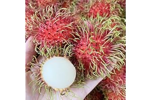 Haloppe 20 Stück Rambutan-Fruchtsamen für die Bepflanzung des Hausgartens, Rambutan-Samen, süße rote Fruchtsamen Saatgut