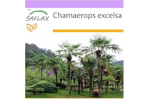 SAFLAX - Chinese Windmill Palm - 10 Seeds - Chamaerops excelsa
