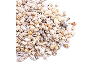 HERZWILD Clams Crafting Shells with Holes Ideal for Crafting, Decoration or Jewellery Making (12-15mm-C)