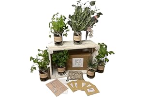 LOVE RUSTIC Set of 3: Indoor Herb Garden in Jars Rustic Grow Your Own Kit - Herb Planter and Gifts for Women or Men (Mint, Basil, Coriander)