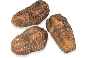 TENET CRIGEMA - FÓSILES (CALYMENE CALIMENE TRILOBITE FÓSIL 4-6 CM)