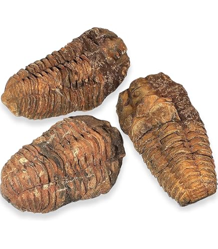 Fossile Di Pesce Reale 150 Milioni Di Anni - Provenienza Cina, Liaoning Occidentale - Foto 4