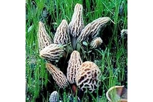 ZHOUBAA Semi per la piantagione, 2000 pezzi/sacchetto di funghi Morchella semi non OGM nutrienti deliziosi georgici naturali vegetali per giardino - semi di funghi