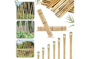 TradeXone bamboo canes 2Ft,3Ft,4Ft,5Ft,6Ft,7Ft,8FT,10Ft all length in stock and Range of pack sizes from 10 to 250 heavy duty easy to install sturdy garden canes (6ft,20, 10-12mm)